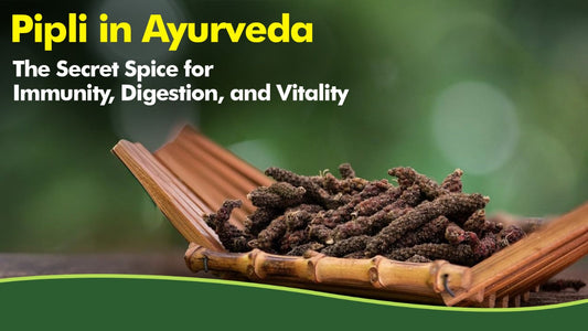 Pipli in Ayurveda: The Secret Spice for Immunity, Digestion, and Vitality